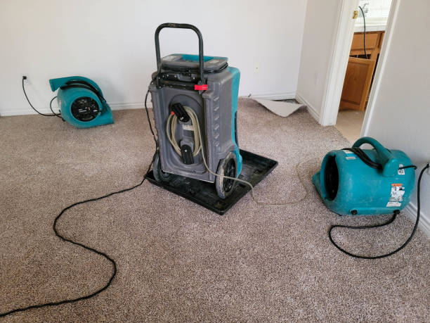 Best Mold removal after water damage  in Rising Sun, MD